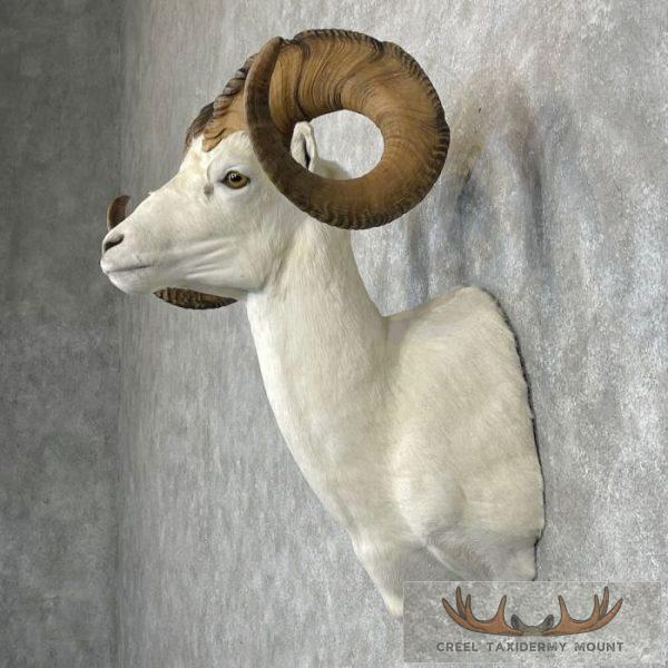Dall Sheep Ram Taxidermy Shoulder Mount For Sale - Image 3
