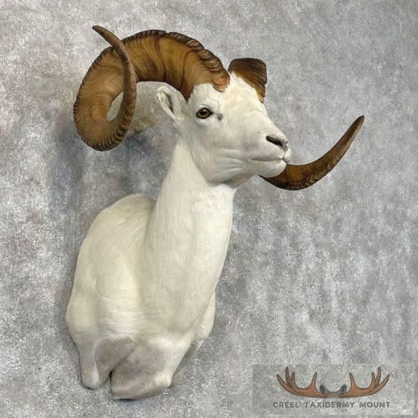 Dall Sheep Ram Taxidermy Shoulder Mount For Sale - Image 4