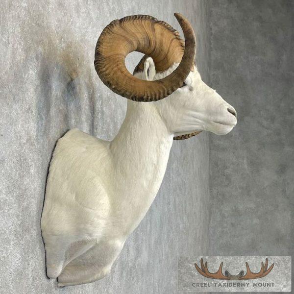 Dall Sheep Ram Taxidermy Shoulder Mount For Sale - Image 5