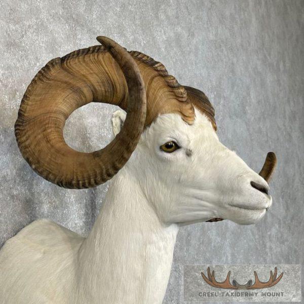 Dall Sheep Ram Taxidermy Shoulder Mount For Sale - Image 6