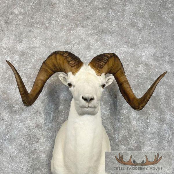 Dall Sheep Ram Taxidermy Shoulder Mount For Sale - Image 7