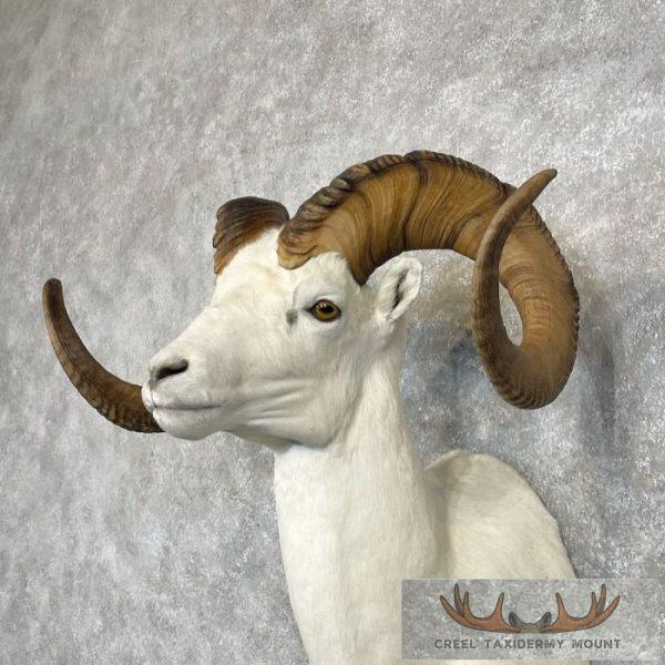 Dall Sheep Ram Taxidermy Shoulder Mount For Sale - Image 8