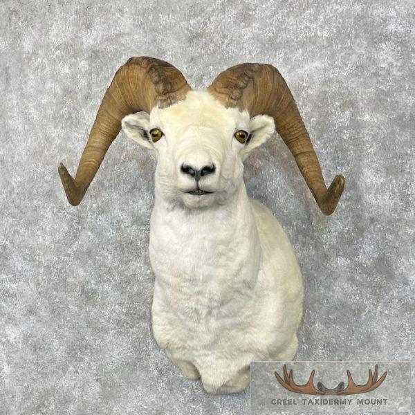Dall Sheep Ram Taxidermy Shoulder Mount For Sale - Image 2