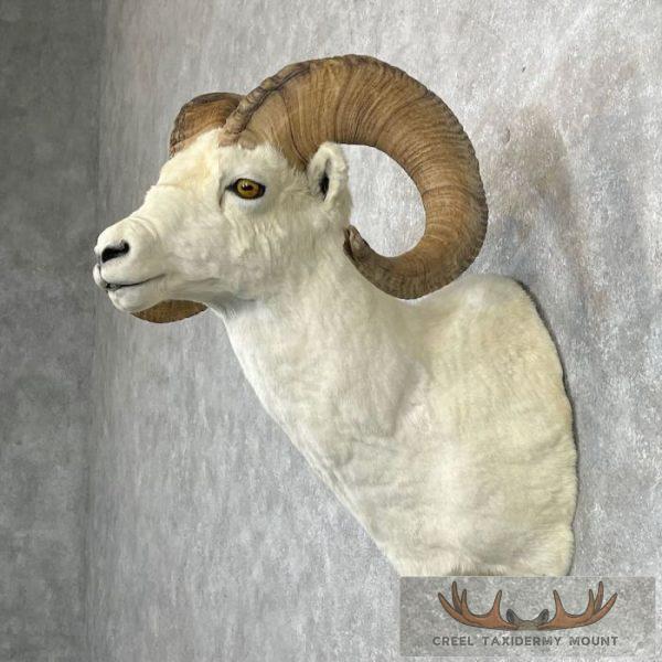Dall Sheep Ram Taxidermy Shoulder Mount For Sale - Image 3