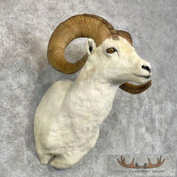 Dall Sheep Ram Taxidermy Shoulder Mount For Sale - Image 4