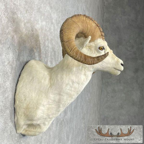 Dall Sheep Ram Taxidermy Shoulder Mount For Sale - Image 5
