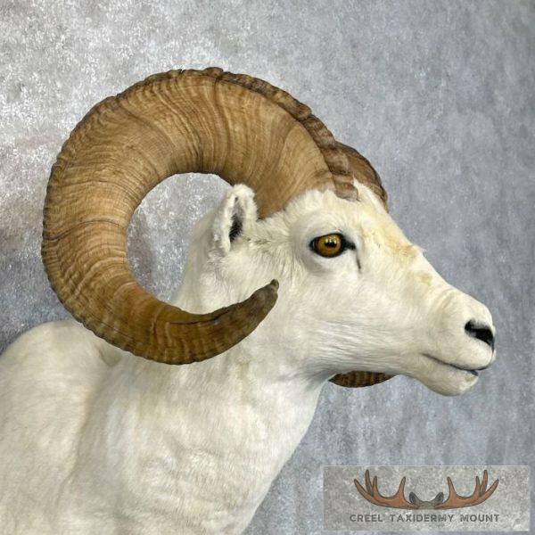 Dall Sheep Ram Taxidermy Shoulder Mount For Sale - Image 6