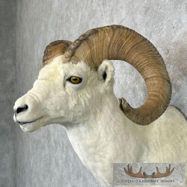 Dall Sheep Ram Taxidermy Shoulder Mount For Sale - Image 8
