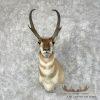 Pronghorn Antelope Taxidermy Shoulder Mount For Sale - Image 2