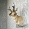 Pronghorn Antelope Taxidermy Shoulder Mount For Sale - Image 3