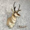 Pronghorn Antelope Taxidermy Shoulder Mount For Sale - Image 4