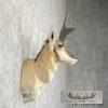 Pronghorn Antelope Taxidermy Shoulder Mount For Sale - Image 5