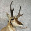 Pronghorn Antelope Taxidermy Shoulder Mount For Sale - Image 6