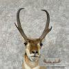 Pronghorn Antelope Taxidermy Shoulder Mount For Sale - Image 7