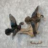 Wood Duck Scene Taxidermy Mount For Sale - Image 2