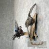 Wood Duck Scene Taxidermy Mount For Sale - Image 3