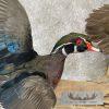 Wood Duck Scene Taxidermy Mount For Sale - Image 6