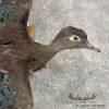 Wood Duck Scene Taxidermy Mount For Sale - Image 7