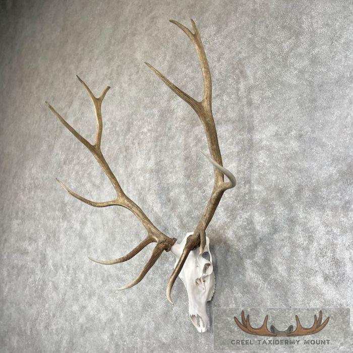 Rocky Mountain Elk Skull European Taxidermy Mount For Sale - Image 2