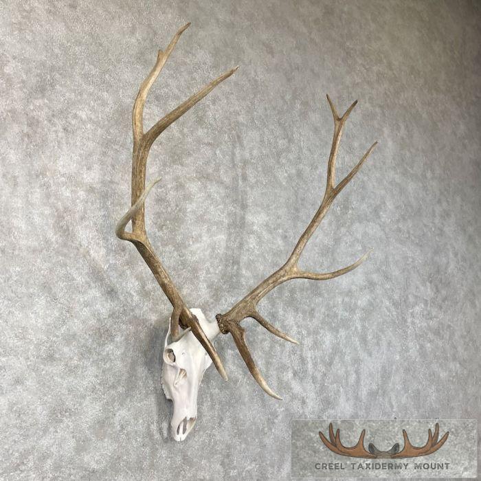 Rocky Mountain Elk Skull European Taxidermy Mount For Sale - Image 3