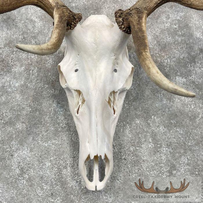 Rocky Mountain Elk Skull European Taxidermy Mount For Sale - Image 4