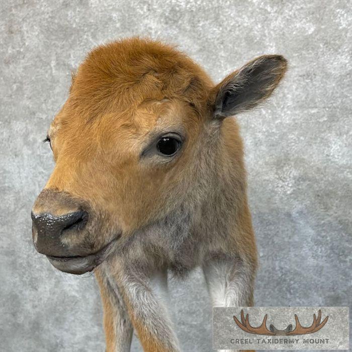 American Buffalo Calf Life-Size Taxidermy Mount For Sale - Image 10