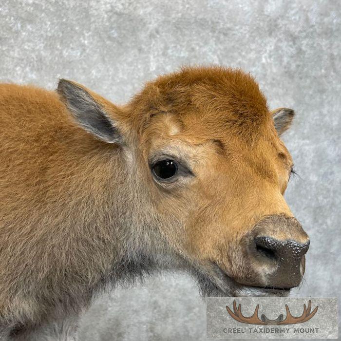 American Buffalo Calf Life-Size Taxidermy Mount For Sale - Image 11