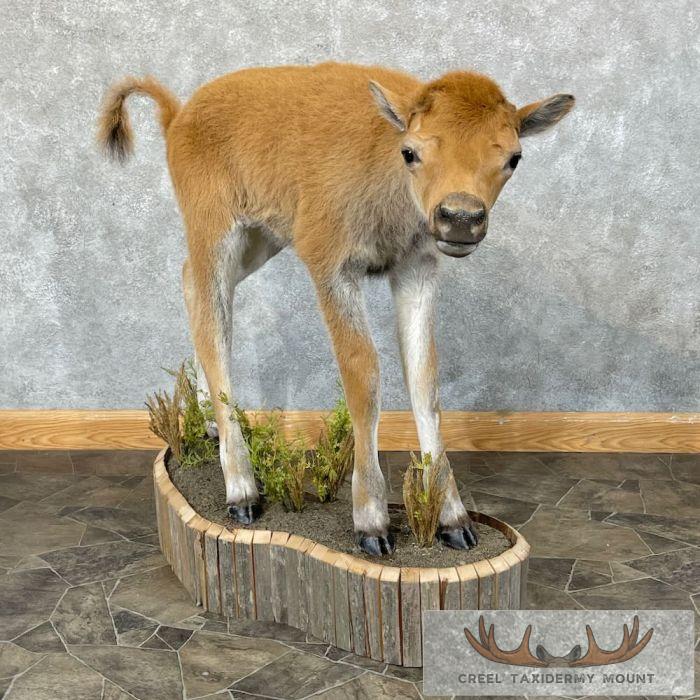 American Buffalo Calf Life-Size Taxidermy Mount For Sale - Image 2