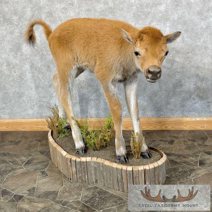 American Buffalo Calf Life-Size Taxidermy Mount For Sale - Image 3
