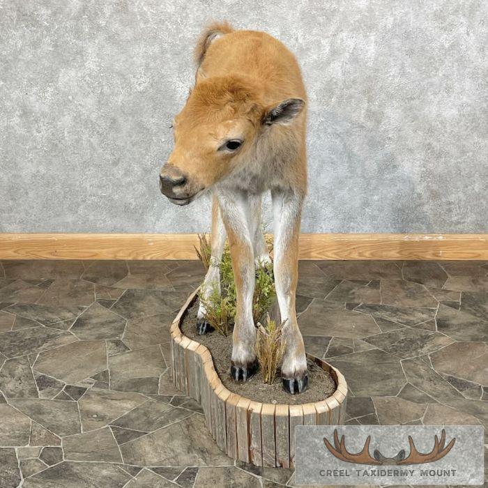 American Buffalo Calf Life-Size Taxidermy Mount For Sale - Image 4