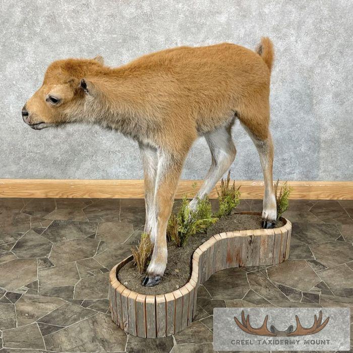 American Buffalo Calf Life-Size Taxidermy Mount For Sale - Image 5