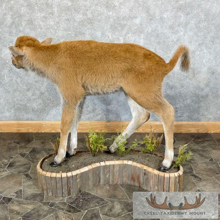 American Buffalo Calf Life-Size Taxidermy Mount For Sale - Image 6