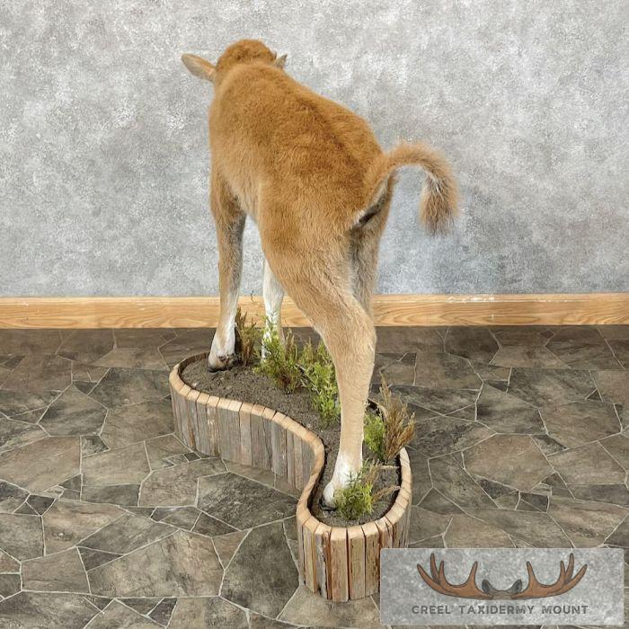 American Buffalo Calf Life-Size Taxidermy Mount For Sale - Image 7