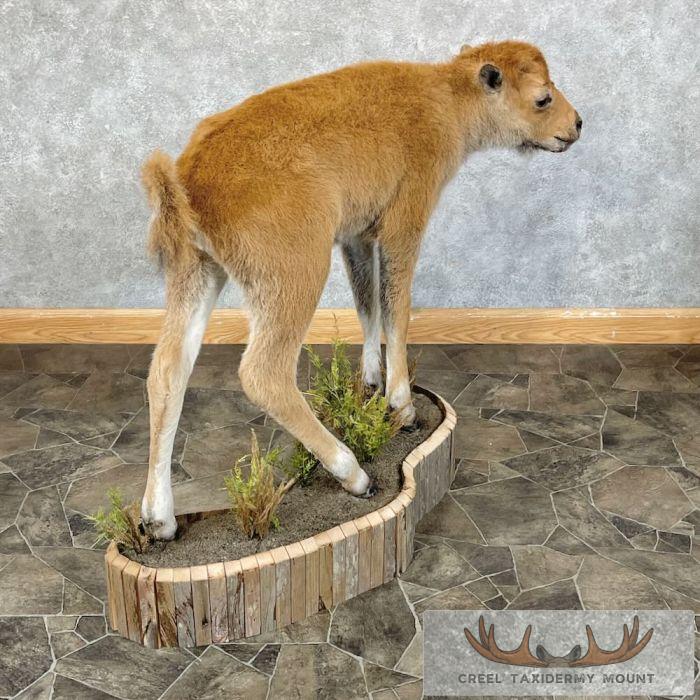 American Buffalo Calf Life-Size Taxidermy Mount For Sale - Image 8