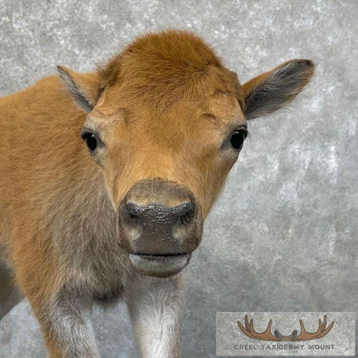 American Buffalo Calf Life-Size Taxidermy Mount For Sale - Image 9