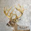 Whitetail Deer Floor Pedestal Taxidermy Mount For Sale - Image 11