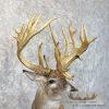 Whitetail Deer Floor Pedestal Taxidermy Mount For Sale - Image 9