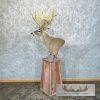 Whitetail Deer Floor Pedestal Taxidermy Mount For Sale - Image 2