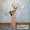 Whitetail Deer Floor Pedestal Taxidermy Mount For Sale - Image 5