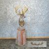 Whitetail Deer Floor Pedestal Taxidermy Mount For Sale - Image 8