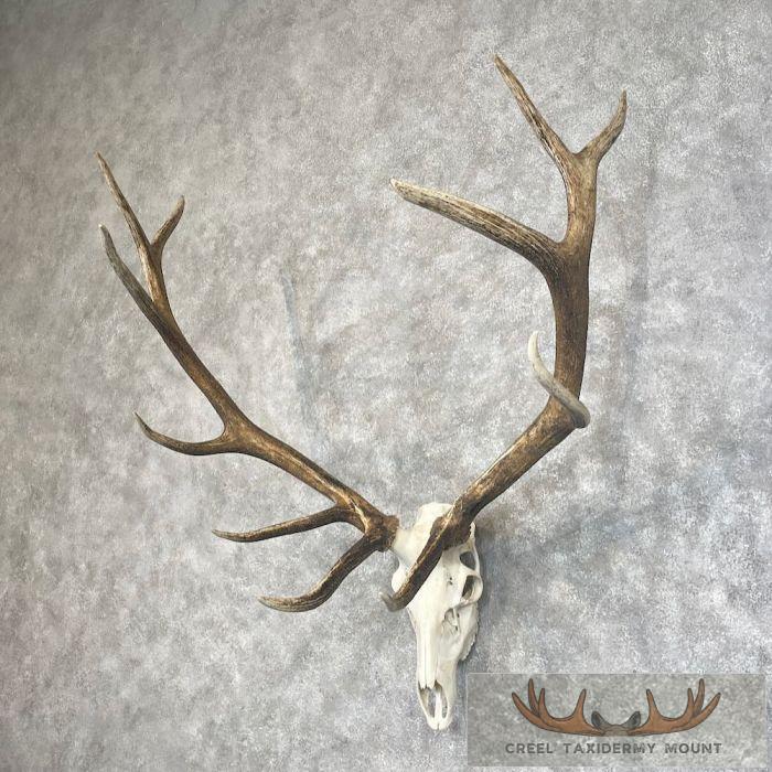 Rocky Mountain Elk Skull European Taxidermy Mount For Sale - Image 2