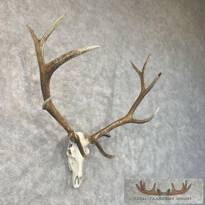 Rocky Mountain Elk Skull European Taxidermy Mount For Sale - Image 3