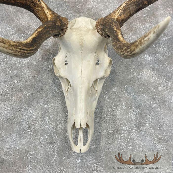 Rocky Mountain Elk Skull European Taxidermy Mount For Sale - Image 4