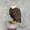 Reproduction Bald Eagle Taxidermy Bird Mount For Sale - Image 2