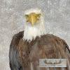 Reproduction Bald Eagle Taxidermy Bird Mount For Sale - Image 3