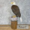 Reproduction Bald Eagle Taxidermy Bird Mount For Sale - Image 4