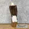 Reproduction Bald Eagle Taxidermy Bird Mount For Sale - Image 5