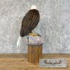 Reproduction Bald Eagle Taxidermy Bird Mount For Sale - Image 6