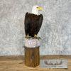 Reproduction Bald Eagle Taxidermy Bird Mount For Sale - Image 8