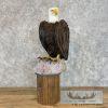Reproduction Bald Eagle Taxidermy Bird Mount For Sale - Image 9